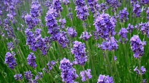 Research shows that lavender can be helpful in alleviating anxiety.