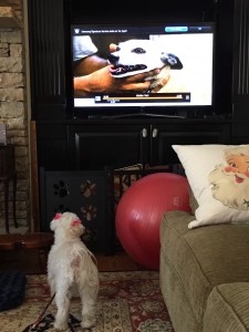 Behavior Modification- Barking: Lili Learning Not to Bark at the TV