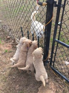 Litter evaluation- CPT