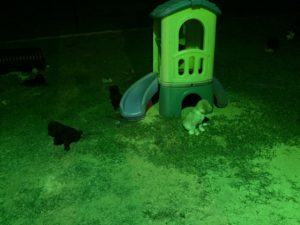 Puppies- Early exposure to the objects and toys increases the probability that the puppies will develop into confident adults.