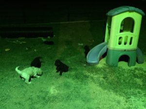 Puppies- The play yard includes many toys and objects for sensory stimulation and environmental conditioning.