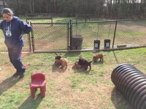 Evaluations- Carol Dean's puppy play yard includes numerous toys and obstacles for sensory stimulation and confidence building.