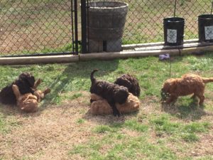 Evaluations- After evaluating each puppy individually- and possibly head-to-head if there are puppies that score equivalently, we observe the puppies in group. During the group observation we wish to evaluate energy level, play style, and intra-pack dynamics and dominance. For a service animal, we typically desire a dog that is stable, confident, and somewhere near the middle for pack dynamics. In contrast, for a performance obedience, agility, or schutzhund dog we usually prefer a stable, but more energetic and dominant pup. For a sedentary pet household or a household with young children or senior citizens, we usually prefer a lower energy dog that is less dominant, but not anxious or overly submissive.