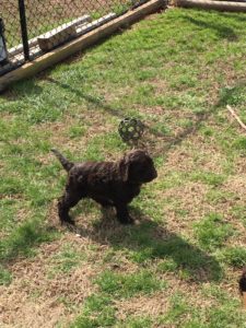 Evaluations- Next, we evaluate each puppy individually. Criteria we evaluate include friendliness, independence, tolerance to handling and restraint, dominance, environmental tolerance and confidence, general confidence, trainability, and energy level. We also evaluate the puppy's appearance, health, coordination, and gait. Because puppy performance may vary depending upon their state of alertness (puppies nap frequently), we recommend multiple sessions during the same day or on different days.