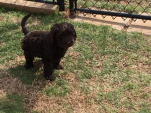 Evaluations- After viewing the facilities, the next step is meeting the parent dogs. The sire may not be on-site. However, the dam should be on-site. The evaluation of the dam is very important, as she is not only a 50% genetic contributor to her progeny, she is also the primary early environmental influence. Therefore, anxiety exhibited by the mother could epigenetically affect the puppies.