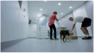 Mark Spivak helping Tigger into the MRI scanner