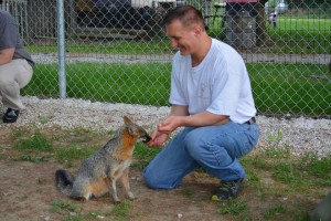 Mark using positive reinforcement to train the fox to sit.