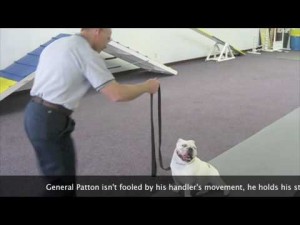 MIke Sinteff- CPT Dog Trainer