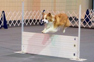 Karen Smalley: Bodhi performing the AKC Open Retrieve over the High Jump.
