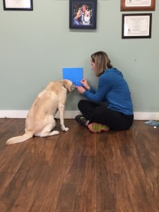 CPT Trainer and Project Volunteer Patricia King teaches Kady the Experiment 9 Stage One olfaction protocols.