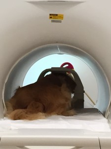 Pearl is shown the pink car during Experiment 6.