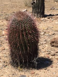 Phoenix, Arizona- Phoenix offered a host of beautiful cacti in all ranges of size.