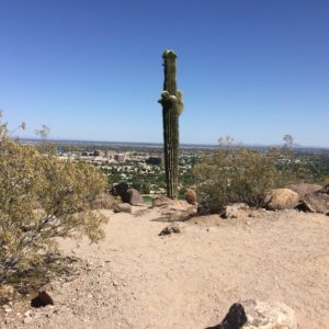 Phoenix, Arizona- A majestic cactus, the city of Phoenix, the McDowell Mountains to the east, and the Hierooglyphic Mountains to the north. Phoenix is one of the flattest cities in the country. It is situated in a valley surrounded by mountains that trap the hot, arid desert air.