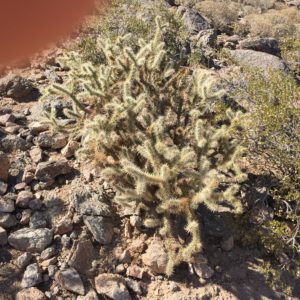 Phoenix, Arizona- A cactus growing on Camelback Mountain.