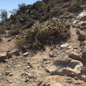 Phoenix, Arizona- Phoenix's climate is hospitable to many types of cacti. This is just some of the cacti observed during the climb up Camelback Mountain.