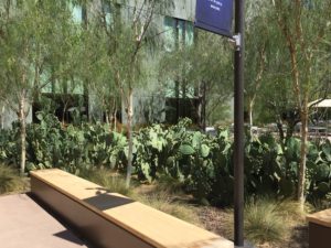Phoenix, Arizona- Native cacti outside the entrance of the Musical Instrument Museum. The Musical Instrument Museum is phenomenal and a must see for any museum or music lover who visits Phoenix.
