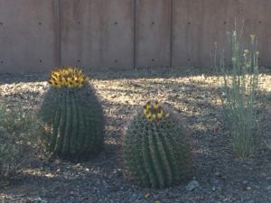 Phoenix, Arizona- Beautiful flowering in the garden of the Museum of Musical Instruments.