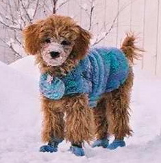 Poodle(cropped)snow-coat
