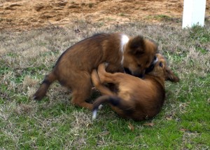 Evaluating play behavior can be beneficial in determining how the puppy will interact with other dogs and may indicate how the puppy will interact with humans.