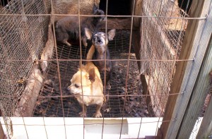 This filthy puppy mill is certainly the diametric of an ideal breeder facility.