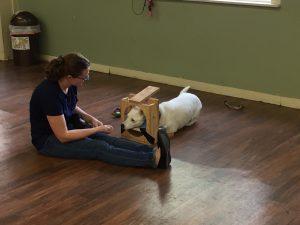 MRI dogs- Rebecca Beasley