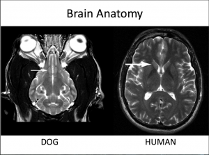 MRI comparison of dog and human brain- Journal