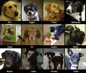 The 12 Dogs Participating in the research