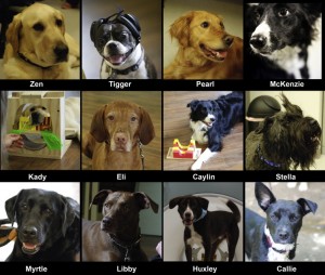 The 12 Dogs Participating in the research The 12 Dogs Participating in the research