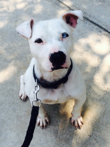 CPT Training a Deaf Dog
