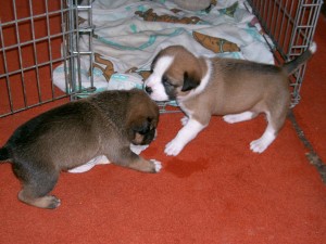 Puppies are initially more work, but are generally more malleable and usually come with a more reliable history.