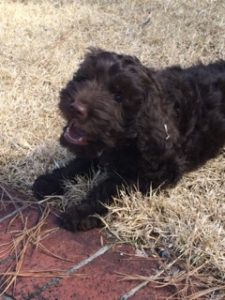 Texas- Service Dog- Winston prepares to start his journey.