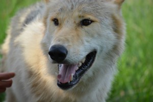 Note the elongated muzzle of the wolf.