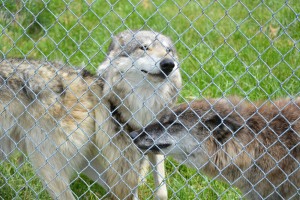 One of the Wolf Park packs.