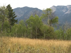 The landscape from horseback- Alpine, WY.