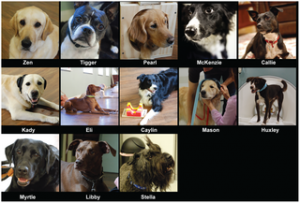 Mark Spivak, Greg Berns, fMRI, Dogs, The Dog Project, CPT
