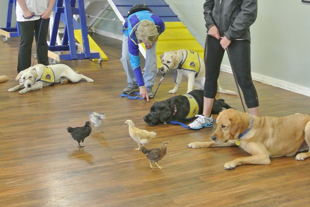 assistance dog trainer courses