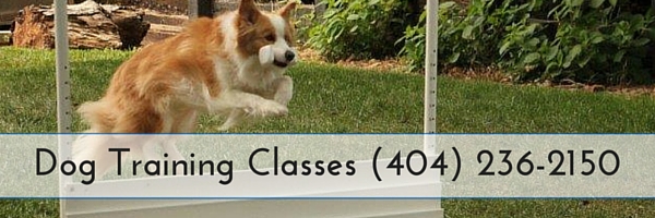 Dog Training Classes in Lilburn GA