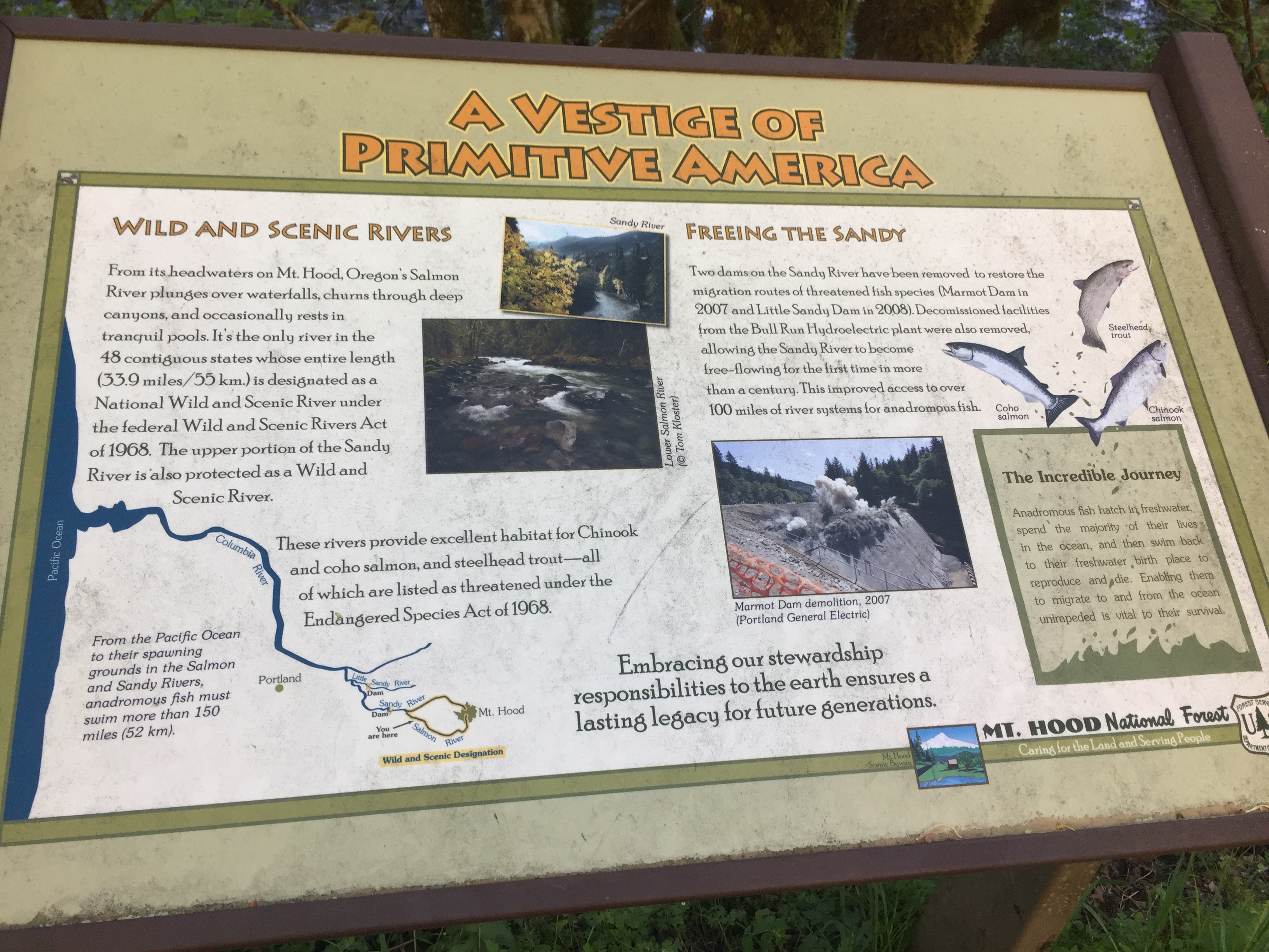 Mount Hood- Salmon River Trail