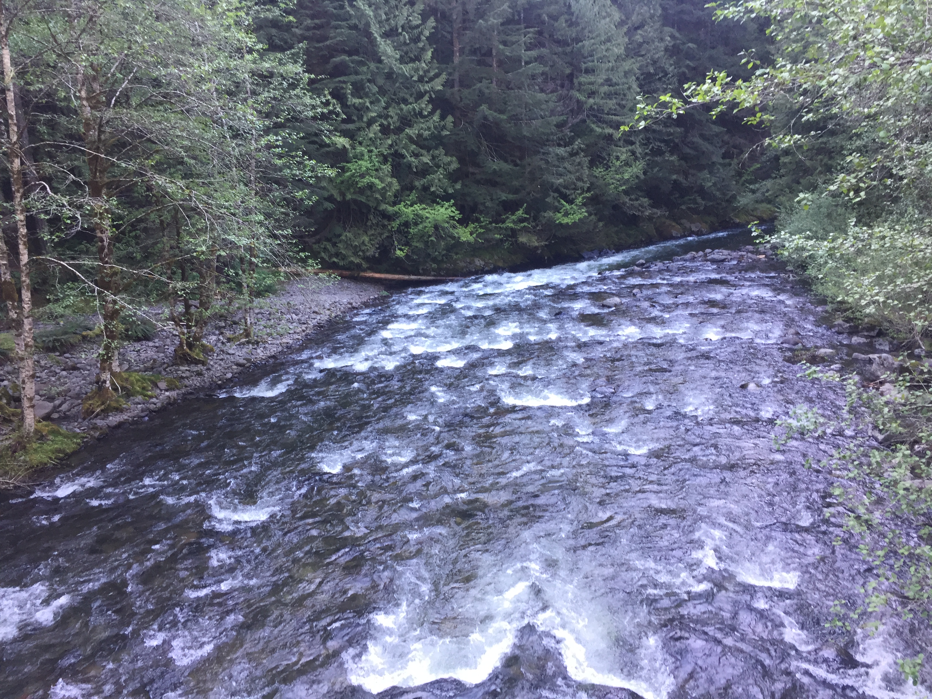 Mount Hood- Salmon River Trail