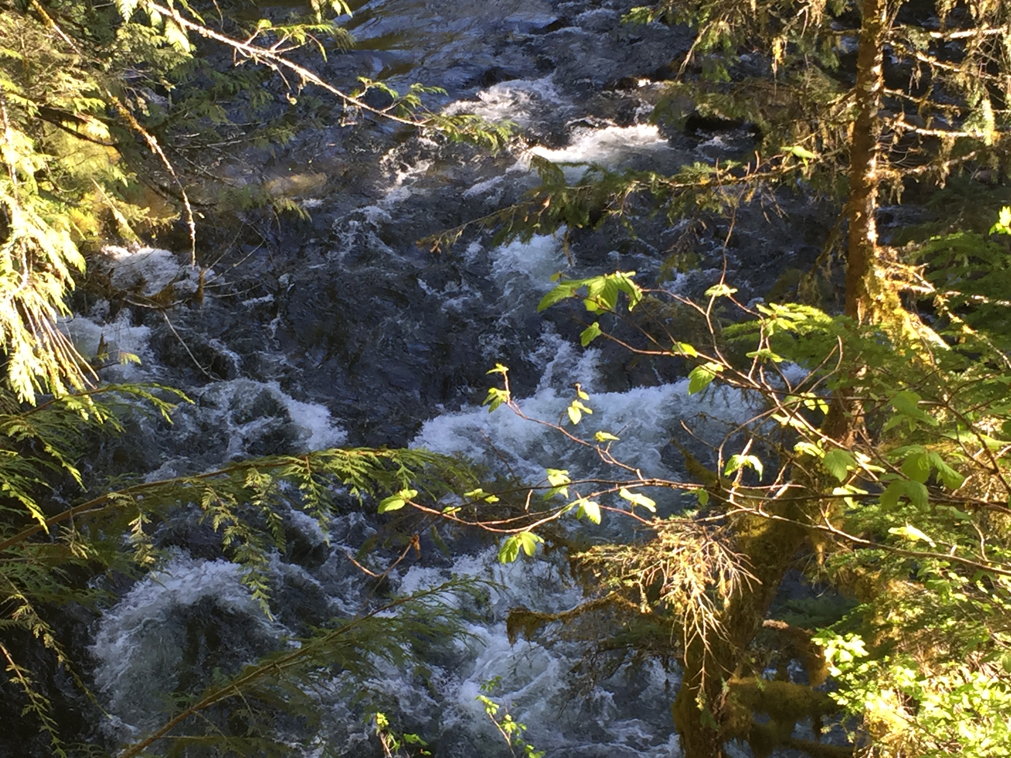 Mount Hood- Salmon River Trail