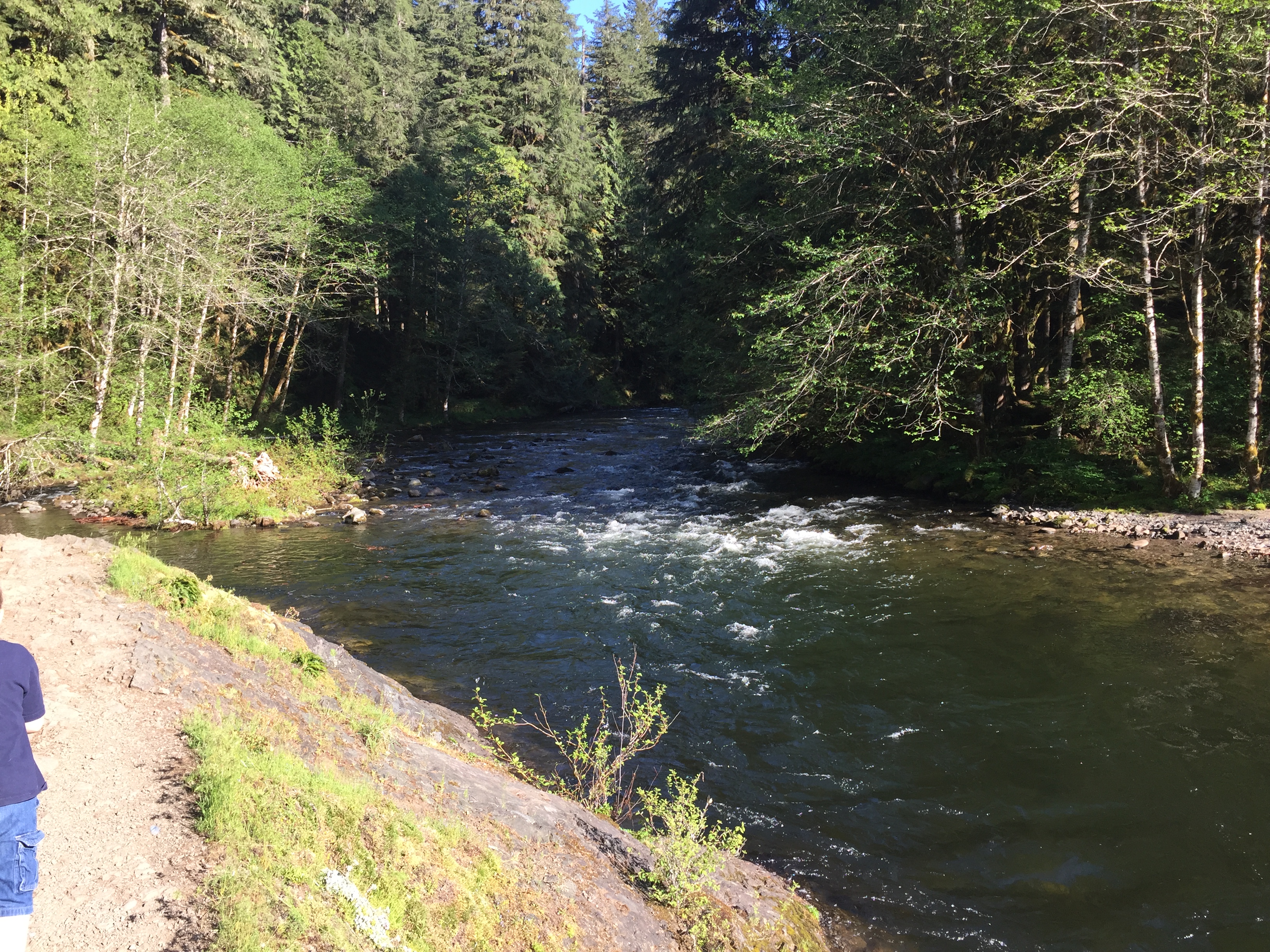 Mount Hood- Salmon River Trail
