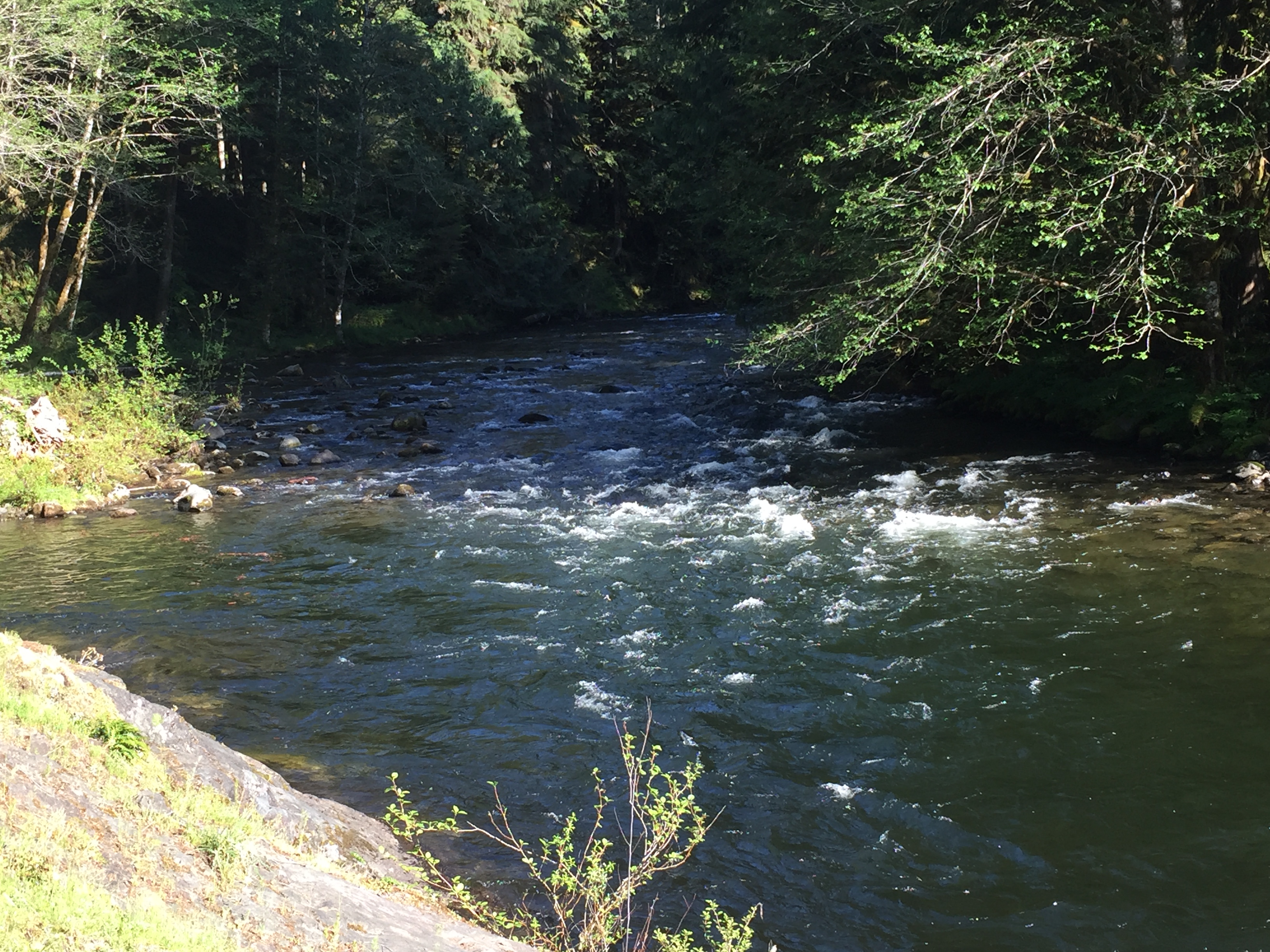 Mount Hood- Salmon River Trail