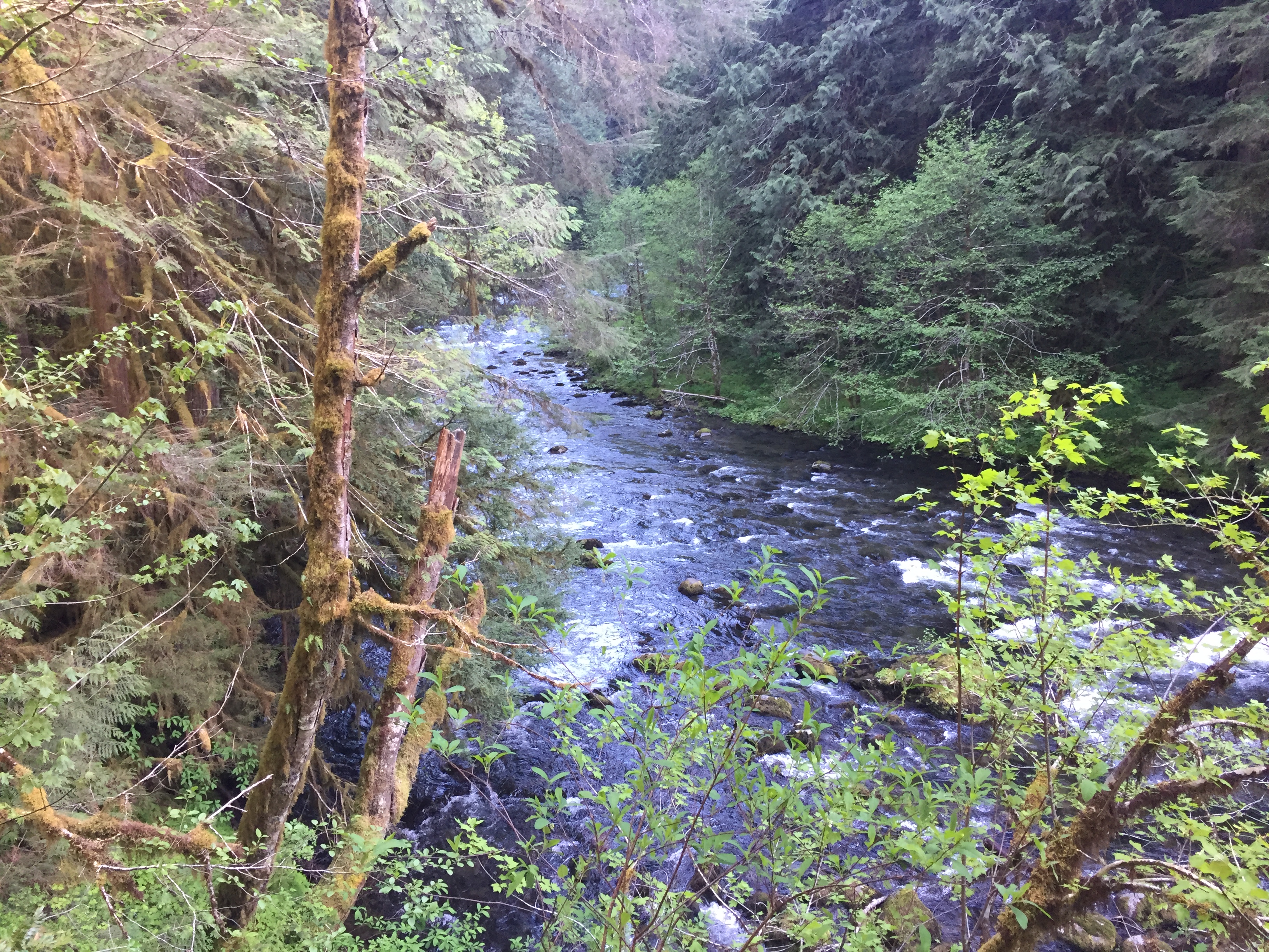 Mount Hood- Salmon River Trail