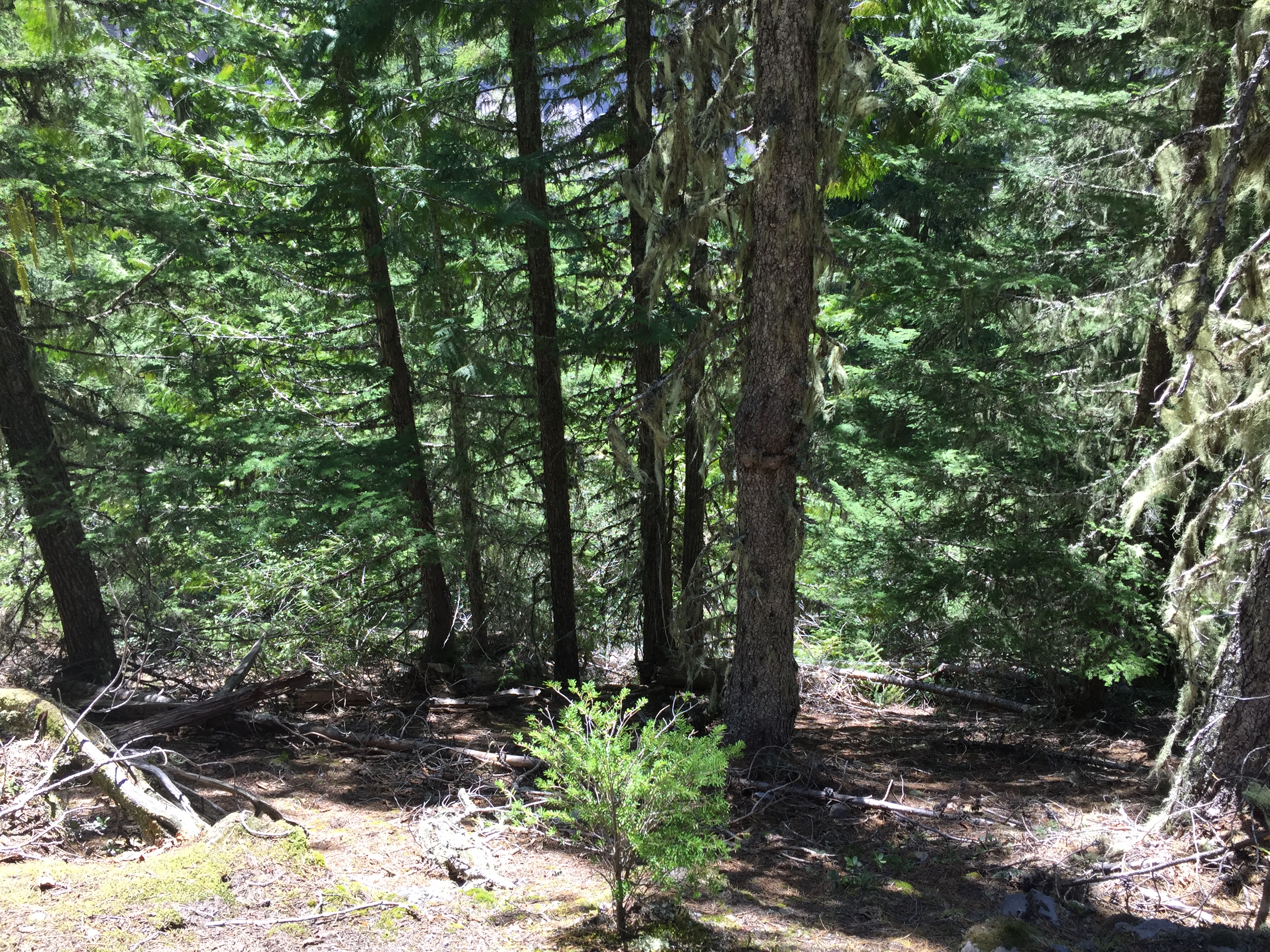 Mount Hood- Ramona Falls Trail
