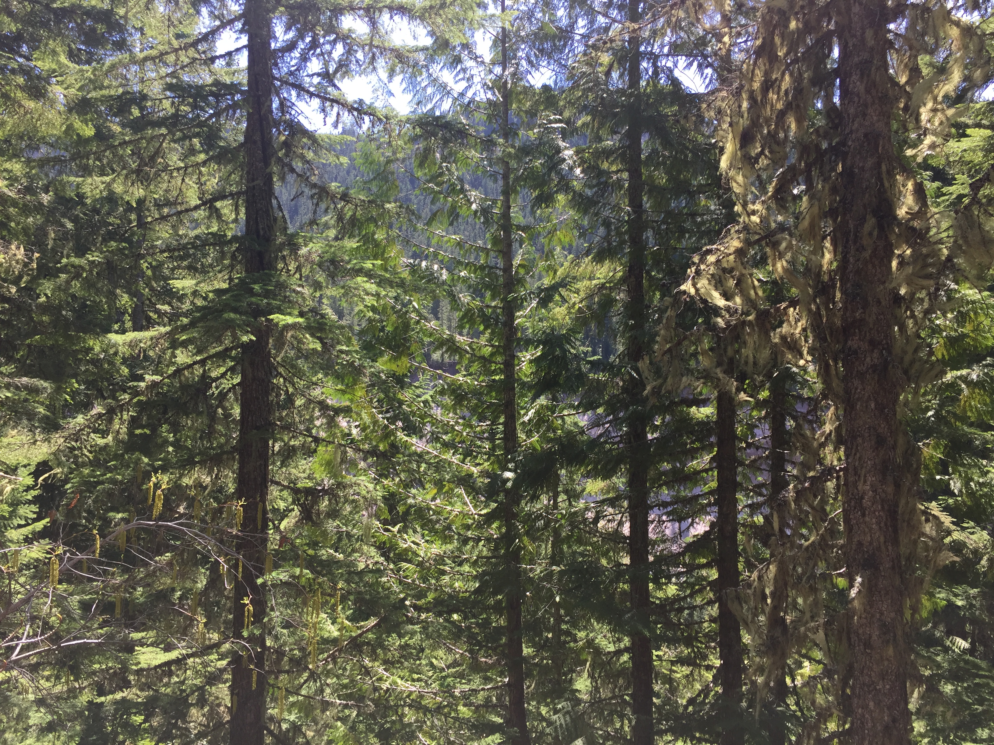 Mount Hood- Ramona Falls Trail