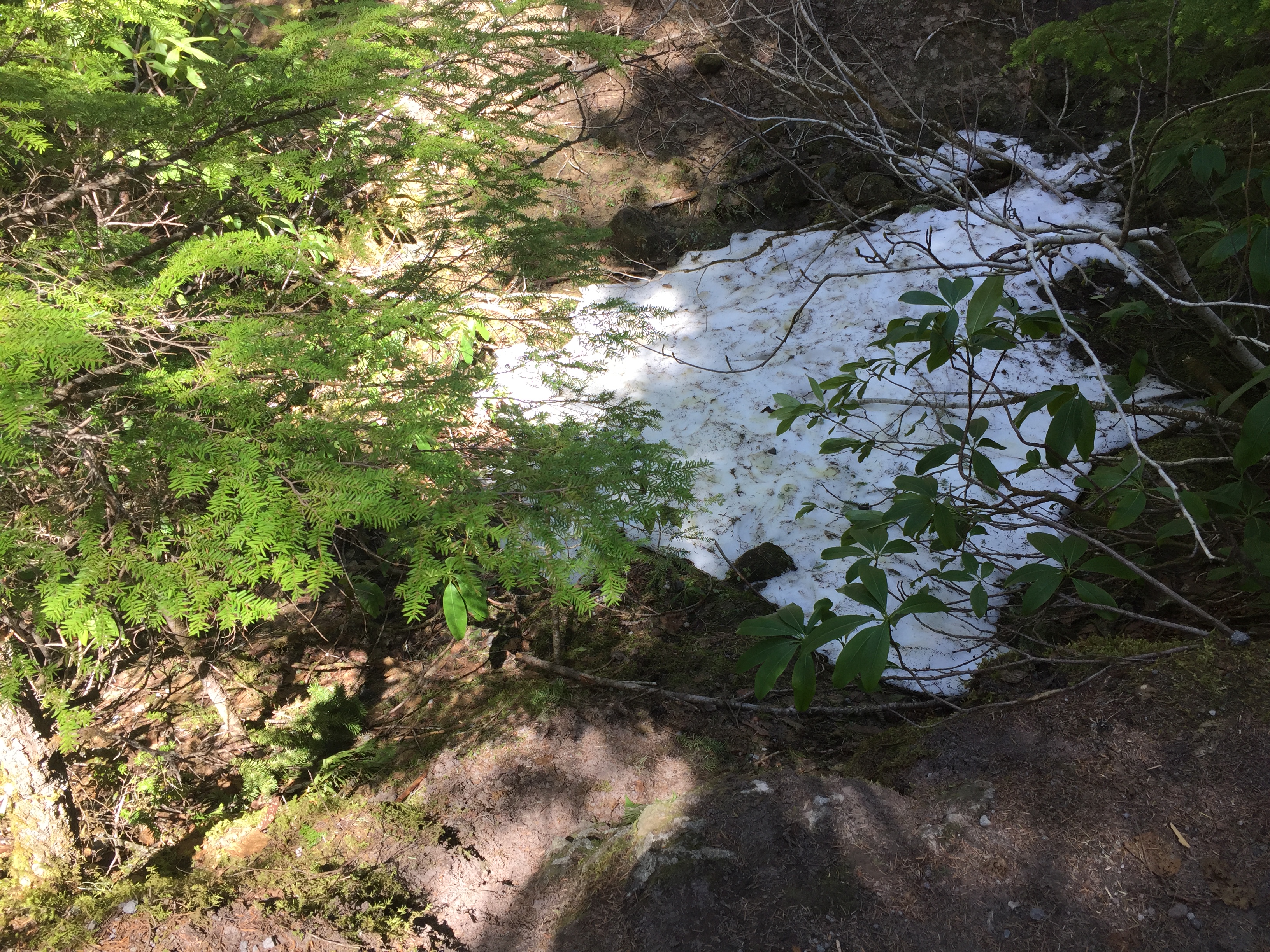 Mount Hood- Ramona Falls