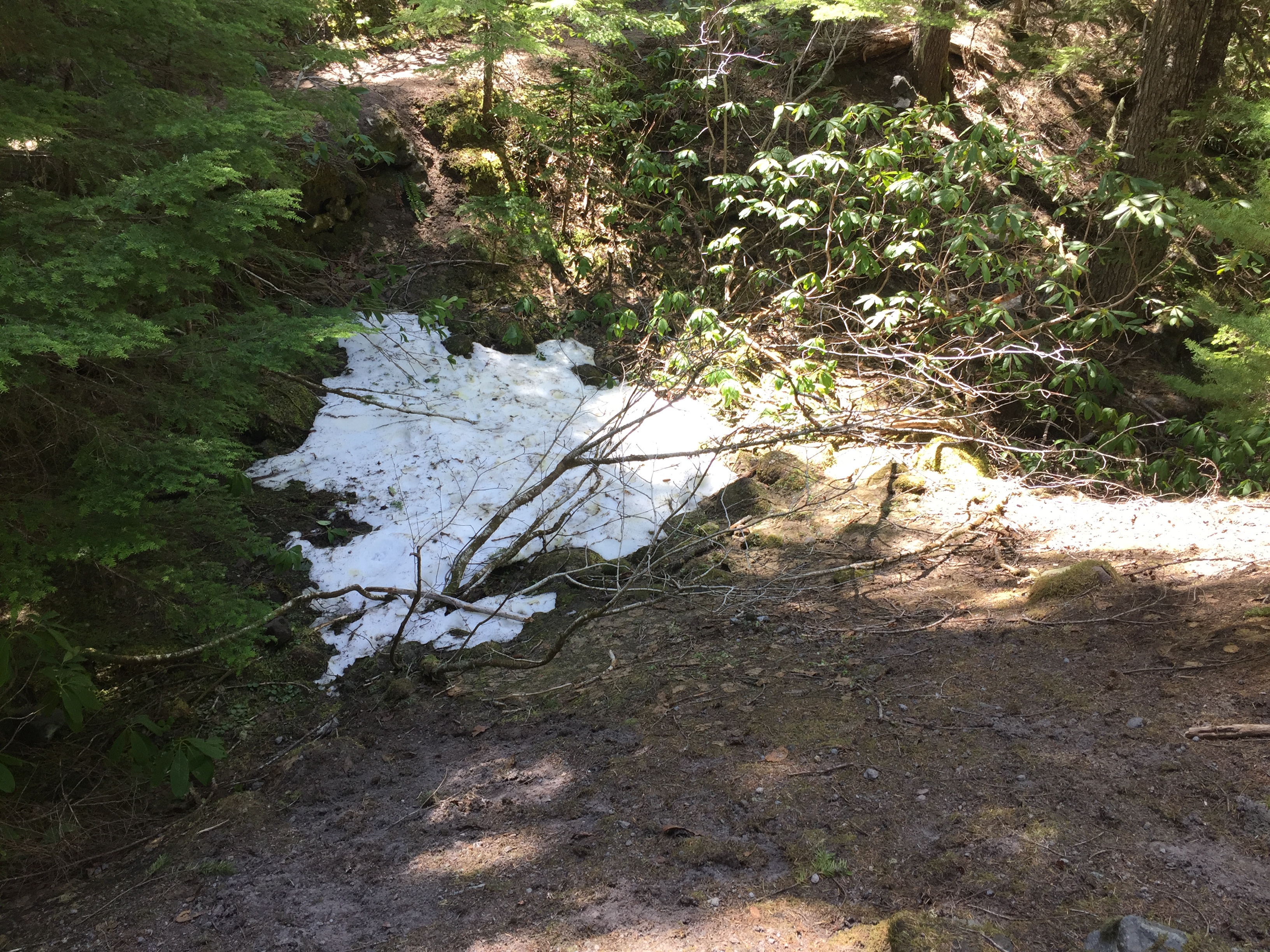 Mount Hood- Ramona Falls Trail