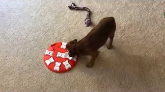 Tommy the Border Terrier Completes a CPT Board Train