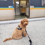 CPT Service Dog Board Train