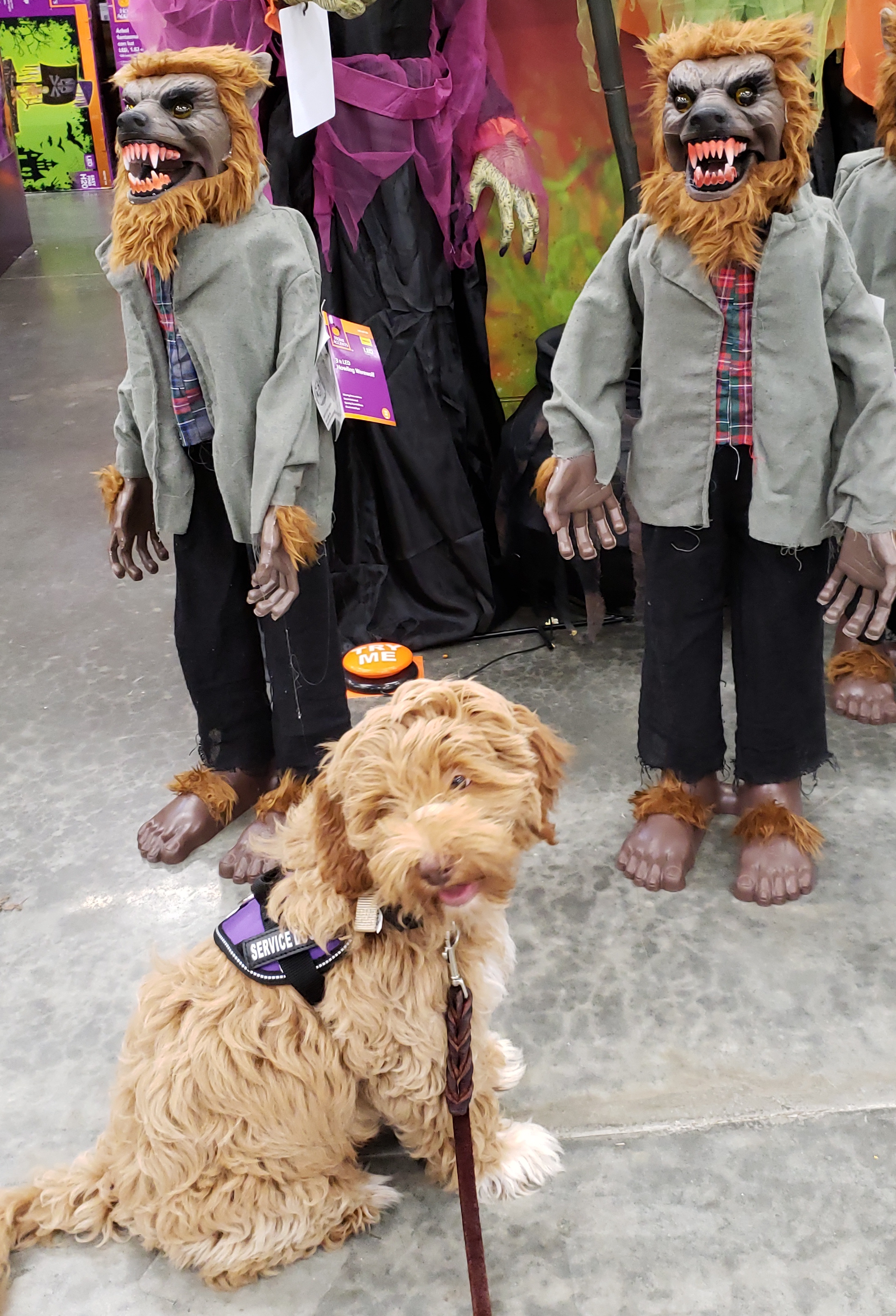 CPT Service Dog Board Train